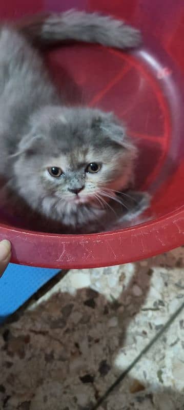 Scottish fold kittens 15