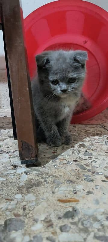 Scottish fold kittens 16