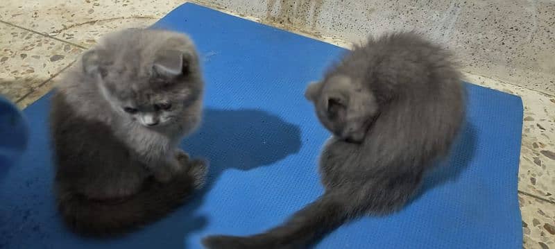 Scottish fold kittens 17