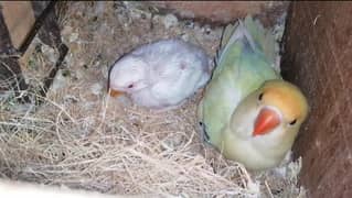 Cremino working pair with 1 red eyes Chick