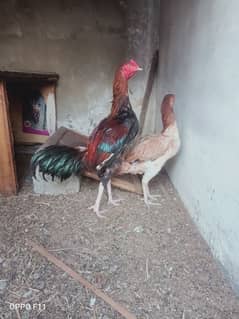 assel mianwali pair for sale