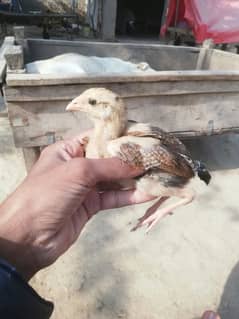 Aseel chiks for sale 03038026175