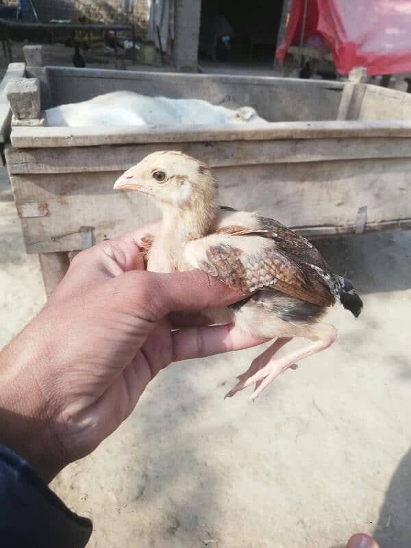 Aseel chiks for sale 03038026175 0