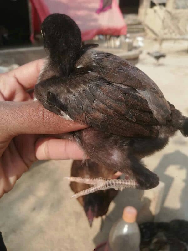 Aseel chiks for sale 03038026175 1