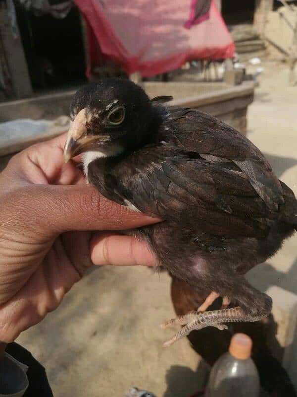 Aseel chiks for sale 03038026175 2