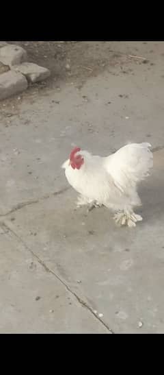 White Bantam male 9 month