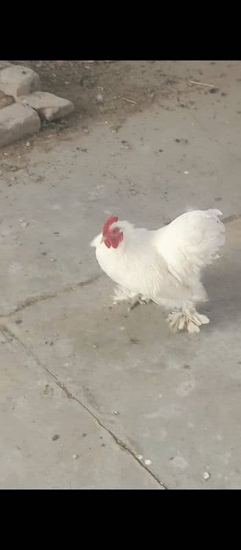 White Bantam male 9 month 0