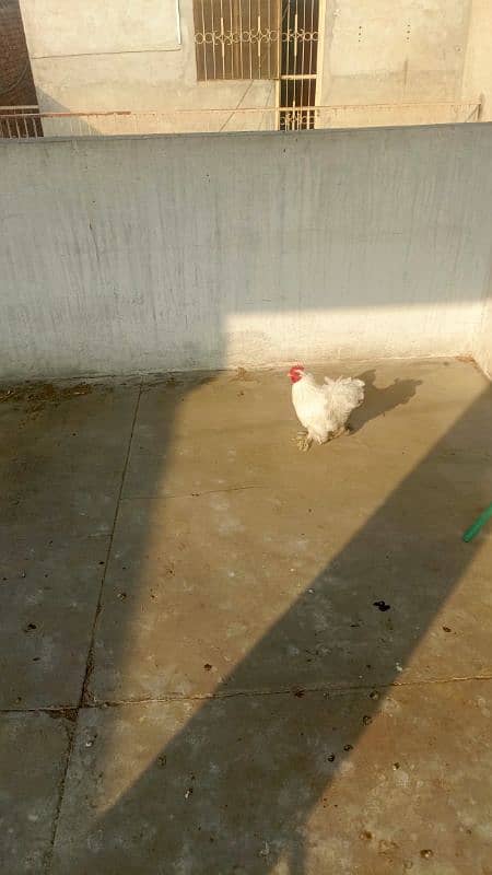 White Bantam male 9 month 1