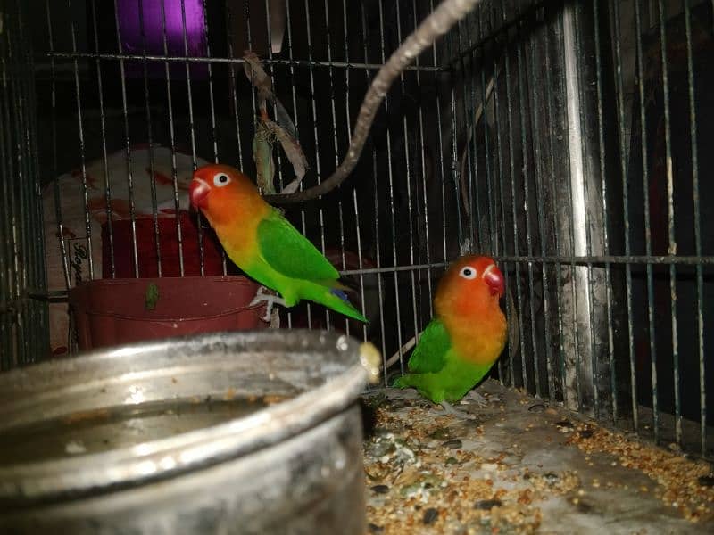 Green Fisher breeder pair 2