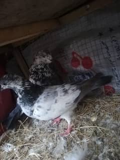 all type of pigeons male female single pair +jora+ baby pigeons