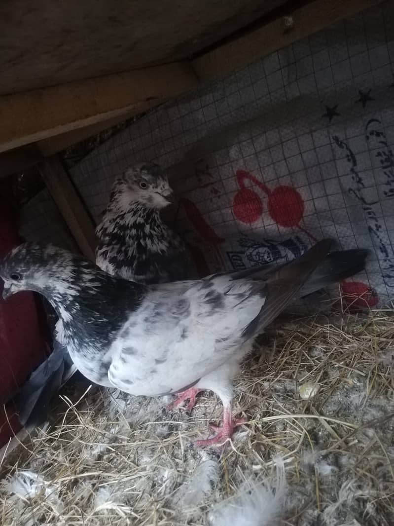 all type of pigeons male female single pair +jora+ baby pigeons 0