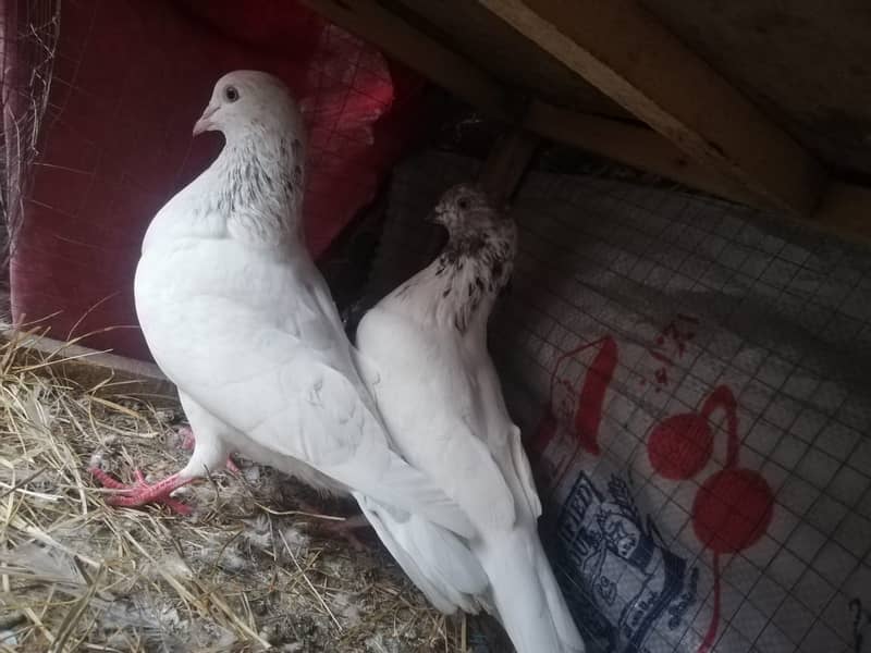 all type of pigeons male female single pair +jora+ baby pigeons 1