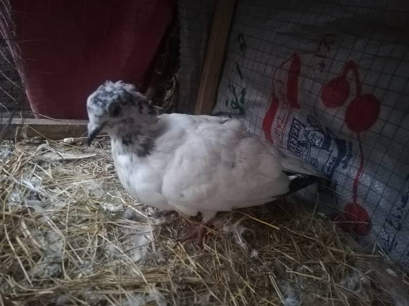 all type of pigeons male female single pair +jora+ baby pigeons 2