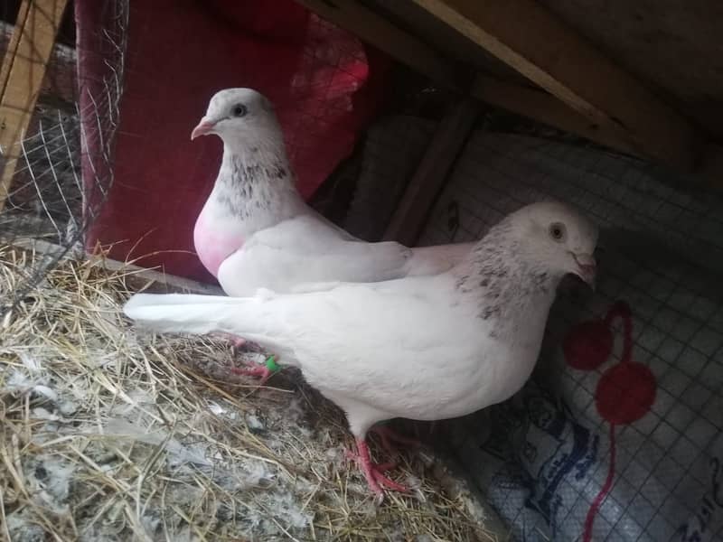 all type of pigeons male female single pair +jora+ baby pigeons 3