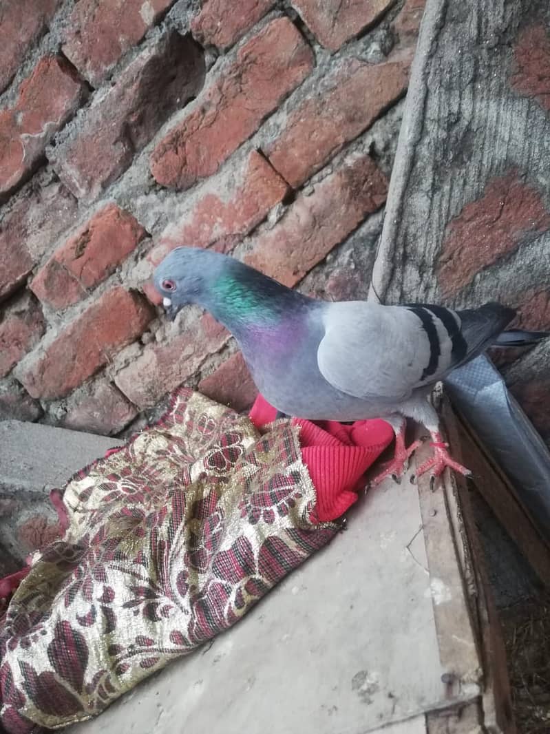 all type of pigeons male female single pair +jora+ baby pigeons 4