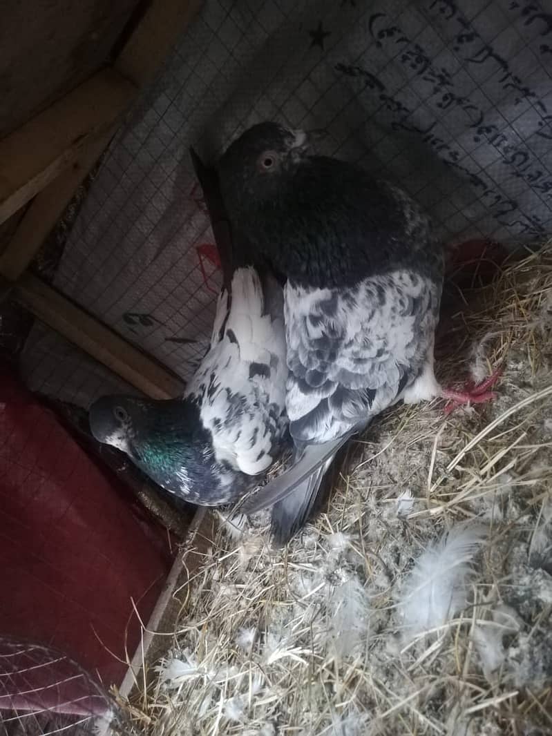 all type of pigeons male female single pair +jora+ baby pigeons 5