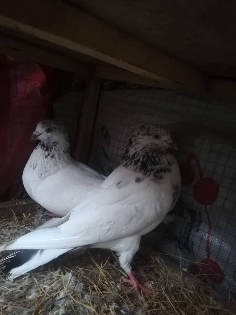 all type of pigeons male female single pair +jora+ baby pigeons 6