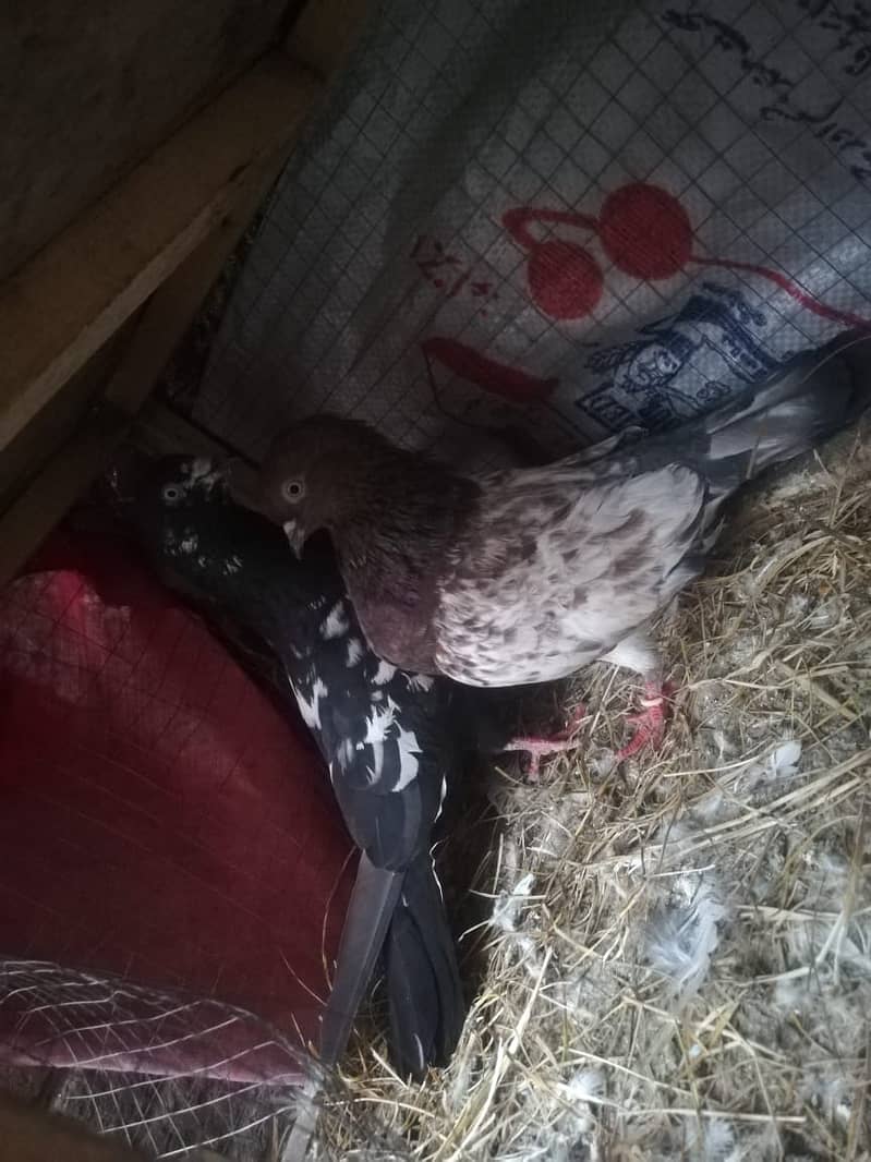 all type of pigeons male female single pair +jora+ baby pigeons 8