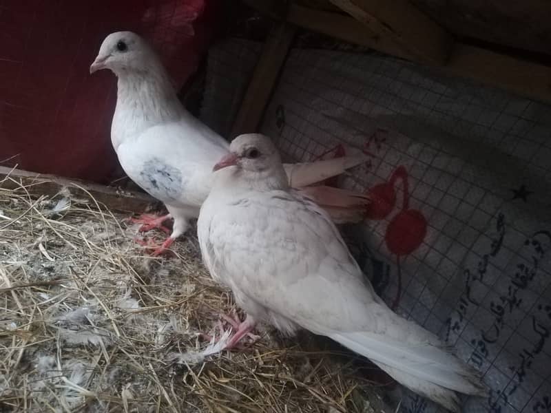 all type of pigeons male female single pair +jora+ baby pigeons 9