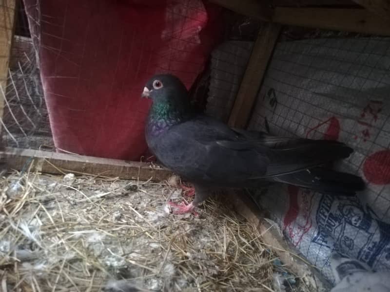 all type of pigeons male female single pair +jora+ baby pigeons 10