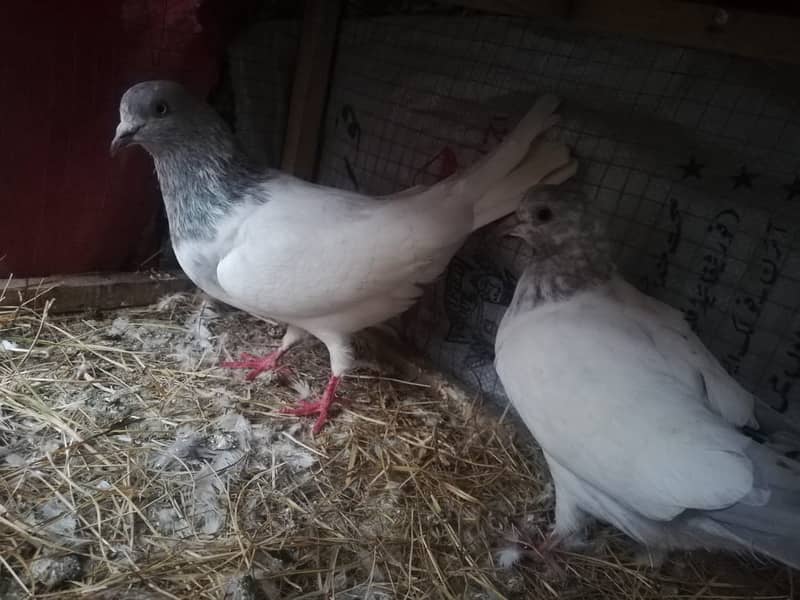 all type of pigeons male female single pair +jora+ baby pigeons 11