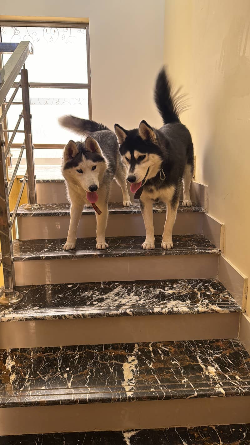 huskey for sale 2