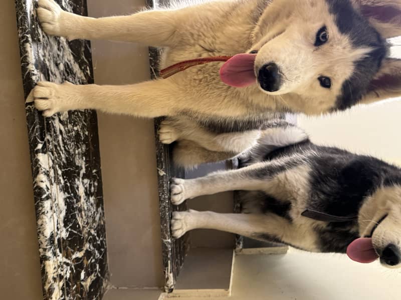 huskey for sale 8