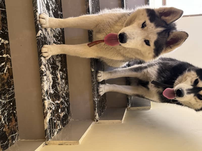 huskey for sale 10