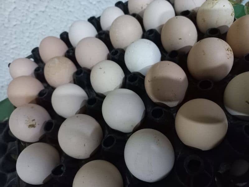 Desi Fresh Fertile eggs 1200 / 30 eggs 1