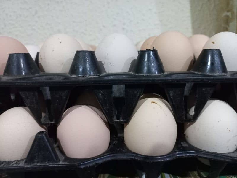 Desi Fresh Fertile eggs 1200 / 30 eggs 3