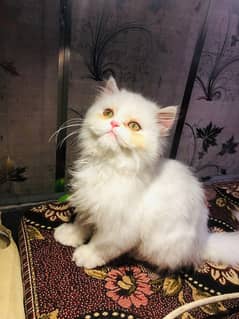 Persian punch face kitten