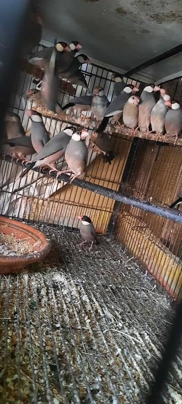 breeder beautiful java finch pairs fawn java split available for sale 0