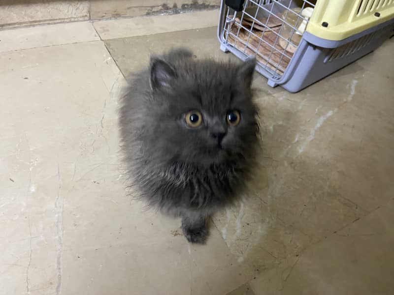 Triple-Coat Grey Persian Male Kitten for Sale 0