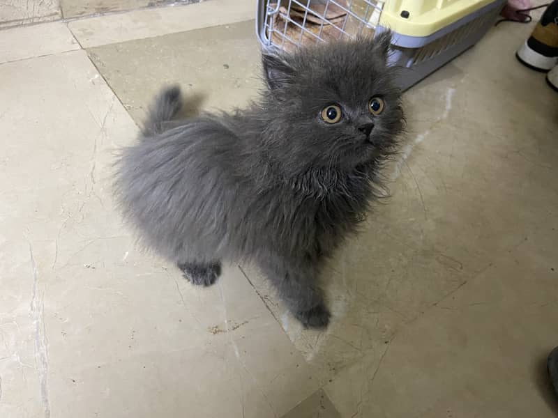 Triple-Coat Grey Persian Male Kitten for Sale 1