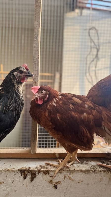 lohman black and lohman brown chickens 1