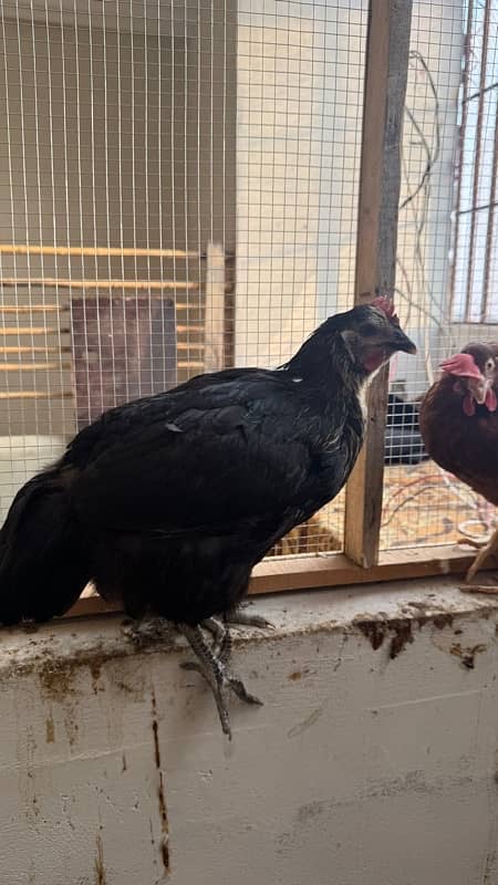 lohman black and lohman brown chickens 4