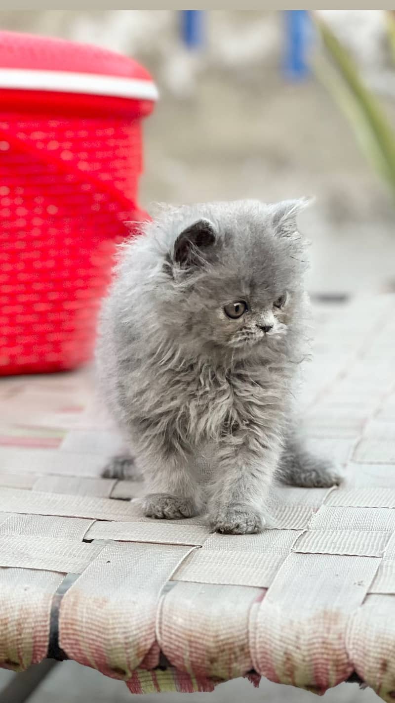 White Male Kitten | Grey female Kitten | punch face | Persian Cat 1