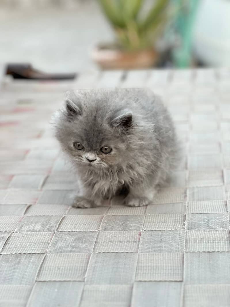 White Male Kitten | Grey female Kitten | punch face | Persian Cat 2