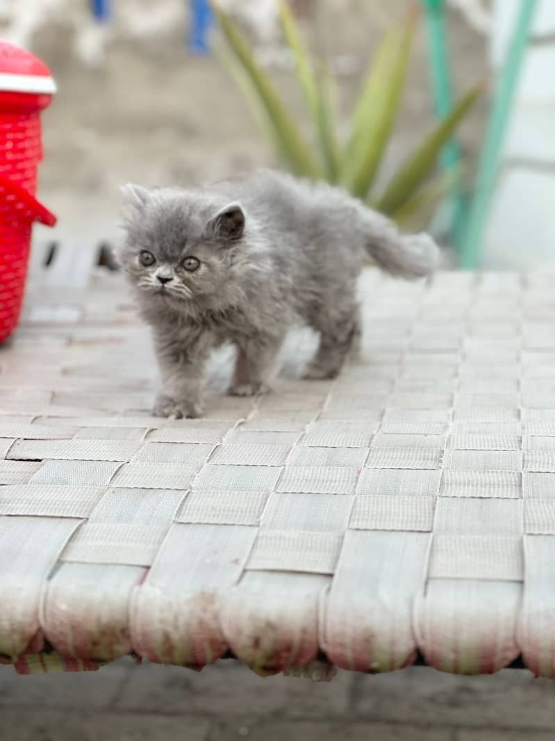 White Male Kitten | Grey female Kitten | punch face | Persian Cat 4