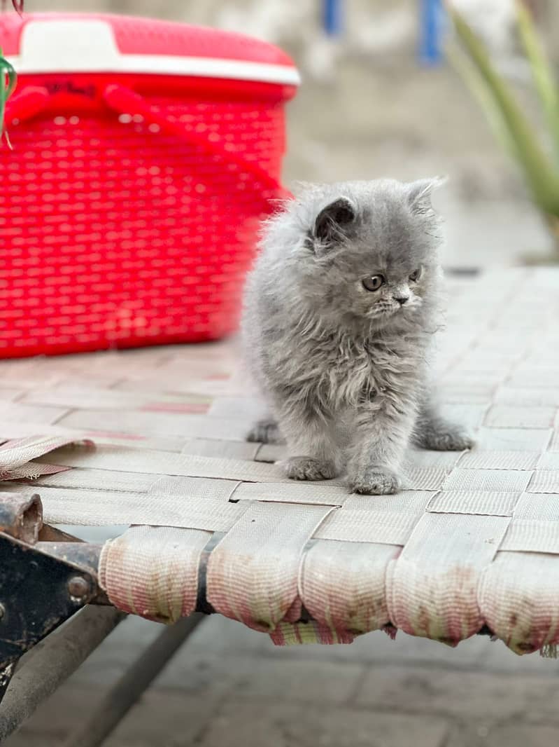 White Male Kitten | Grey female Kitten | punch face | Persian Cat 5