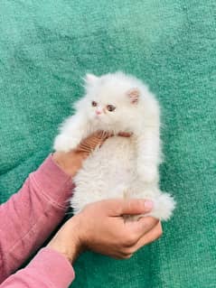 White Male Kitten | Grey female Kitten | punch face | Persian Cat