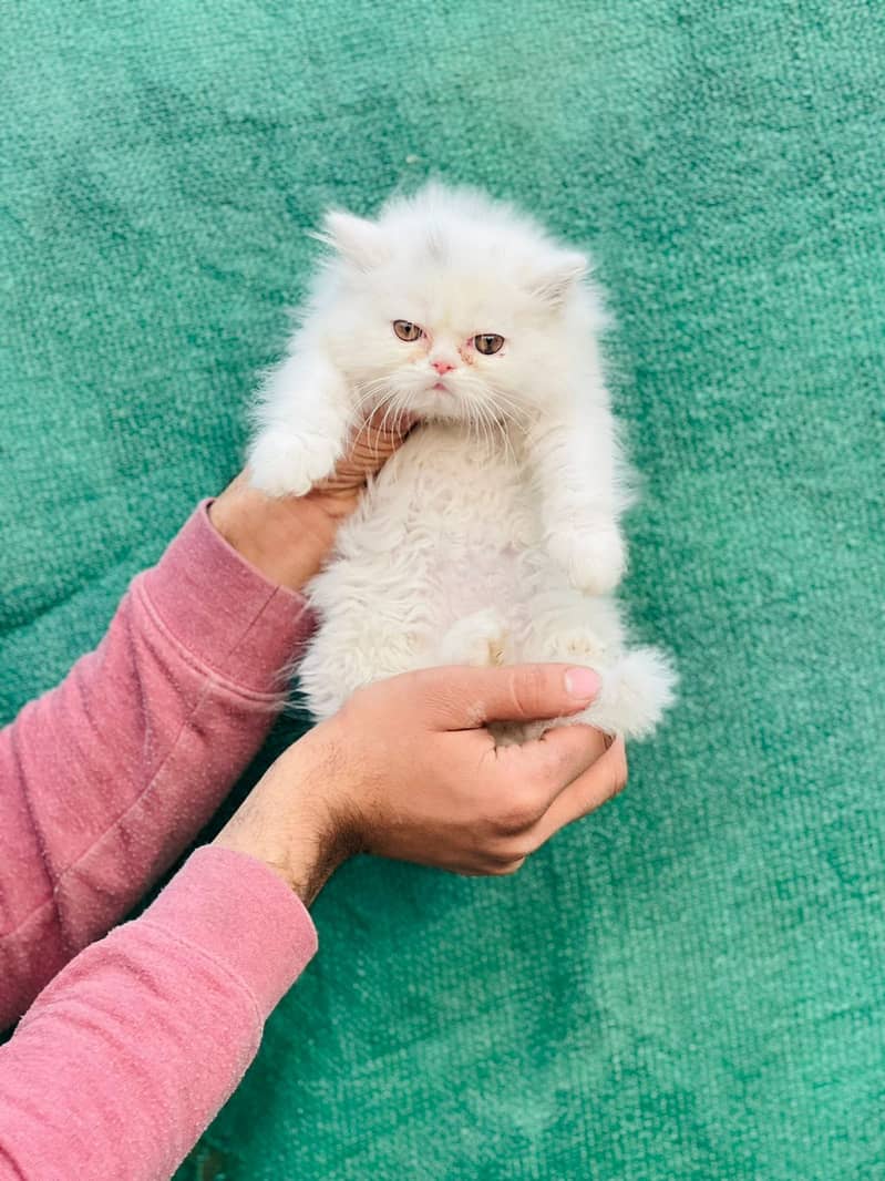 White Male Kitten | Grey female Kitten | punch face | Persian Cat 7