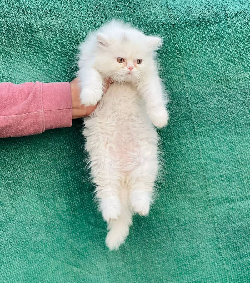 White Male Kitten | Grey female Kitten | punch face | Persian Cat 8