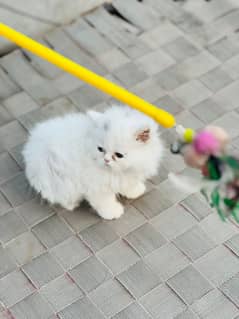 White Male Kitten | Grey female Kitten | punch face | Persian Cat