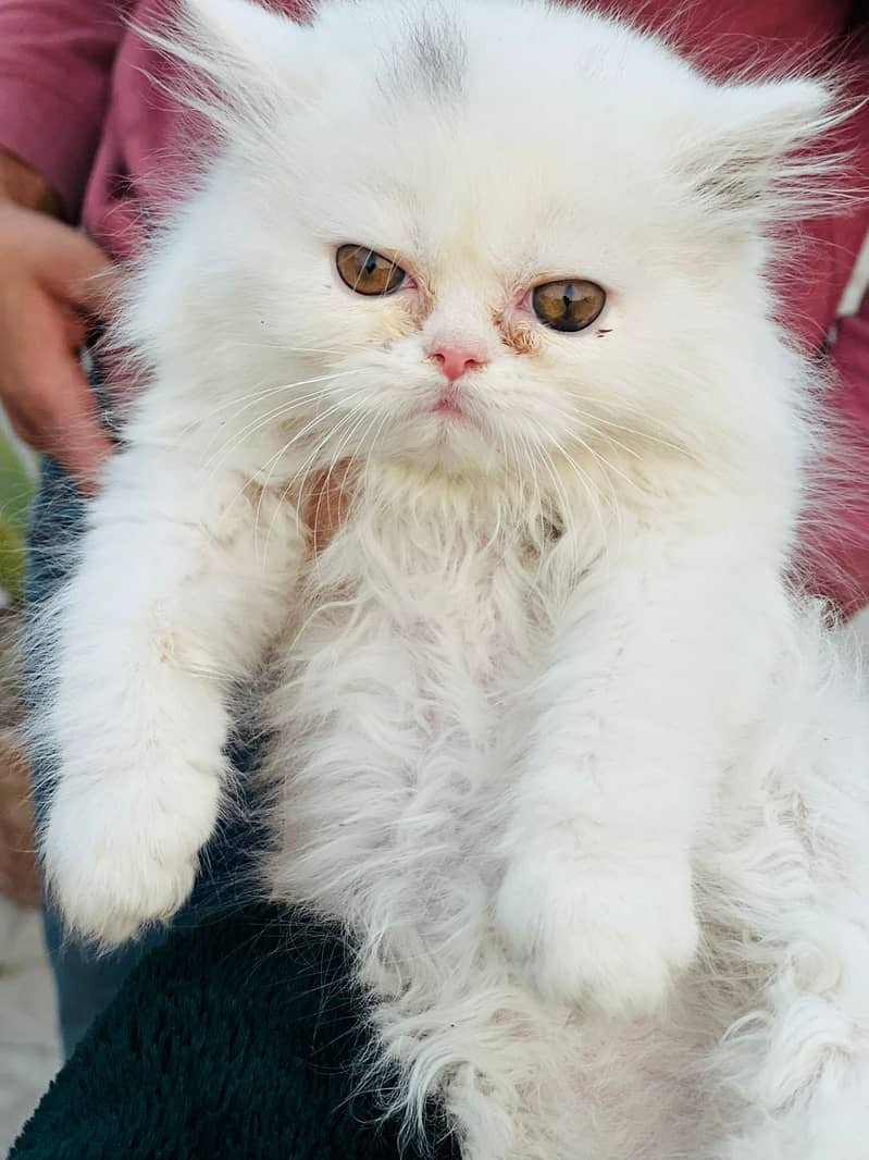 White Male Kitten | Grey female Kitten | punch face | Persian Cat 10