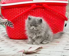 White Male Kitten | Grey female Kitten | punch face | Persian Cat