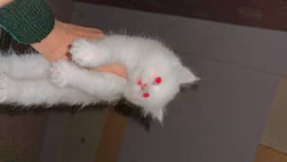 Persian cats kitten