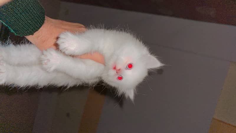 Persian cats kitten 0