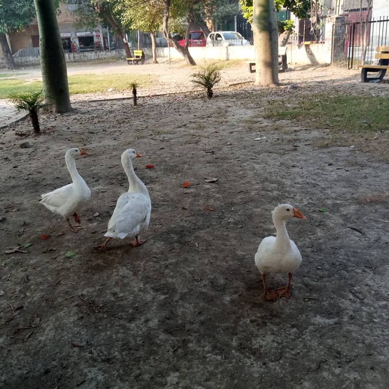 1 Pair ducks age 2 years and one duck is Female age 1 Year. 03004407910 1