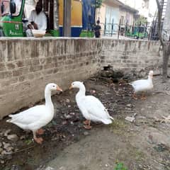 1 Pair ducks age 2 years and one duck is Female age 1 Year. 03004407910